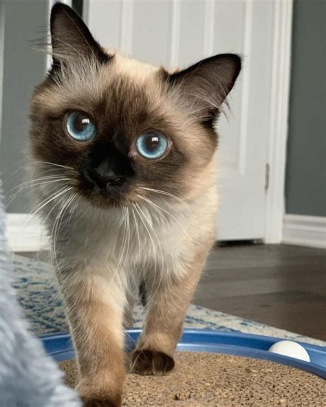 Buy a balinese cat - As a sought-after breed, Balinese kittens for sale cost between $1000 and $1,500. A cat’s price is based on its pedigree, coat quality, age, health and vaccination history. If an Balinese cat’s parents are show-winning, they can be even more expensive. 